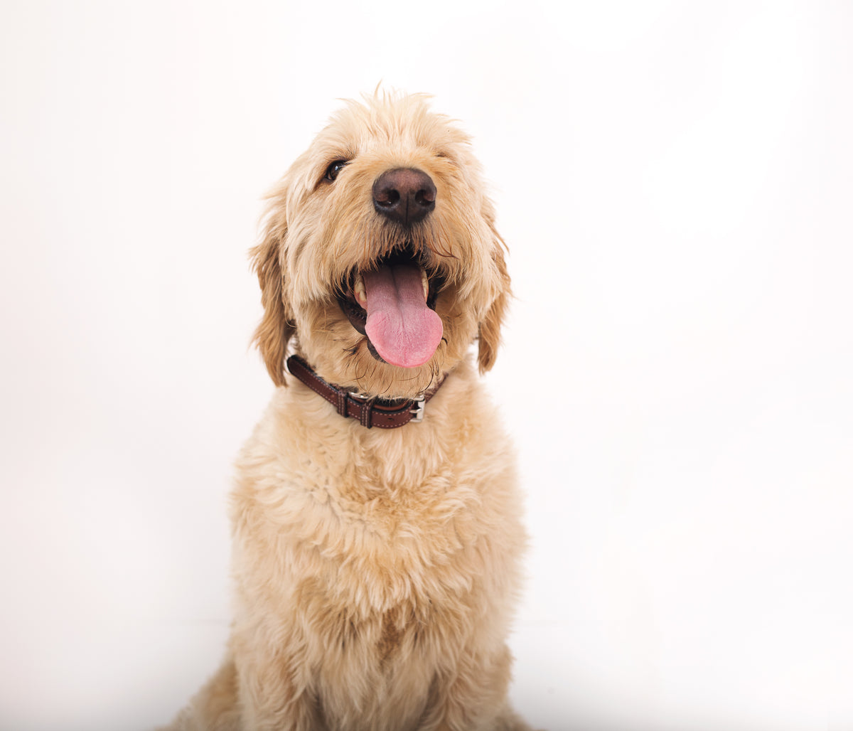 A fluffy, golden-colored dog with a happy expression sits facing forward against a white background. The dog's mouth is open, tongue hanging out, and it is wearing a premium Rover Standard Collar by Hanks Belts.